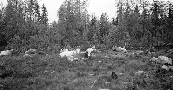 lehmiä metsälaitumella.