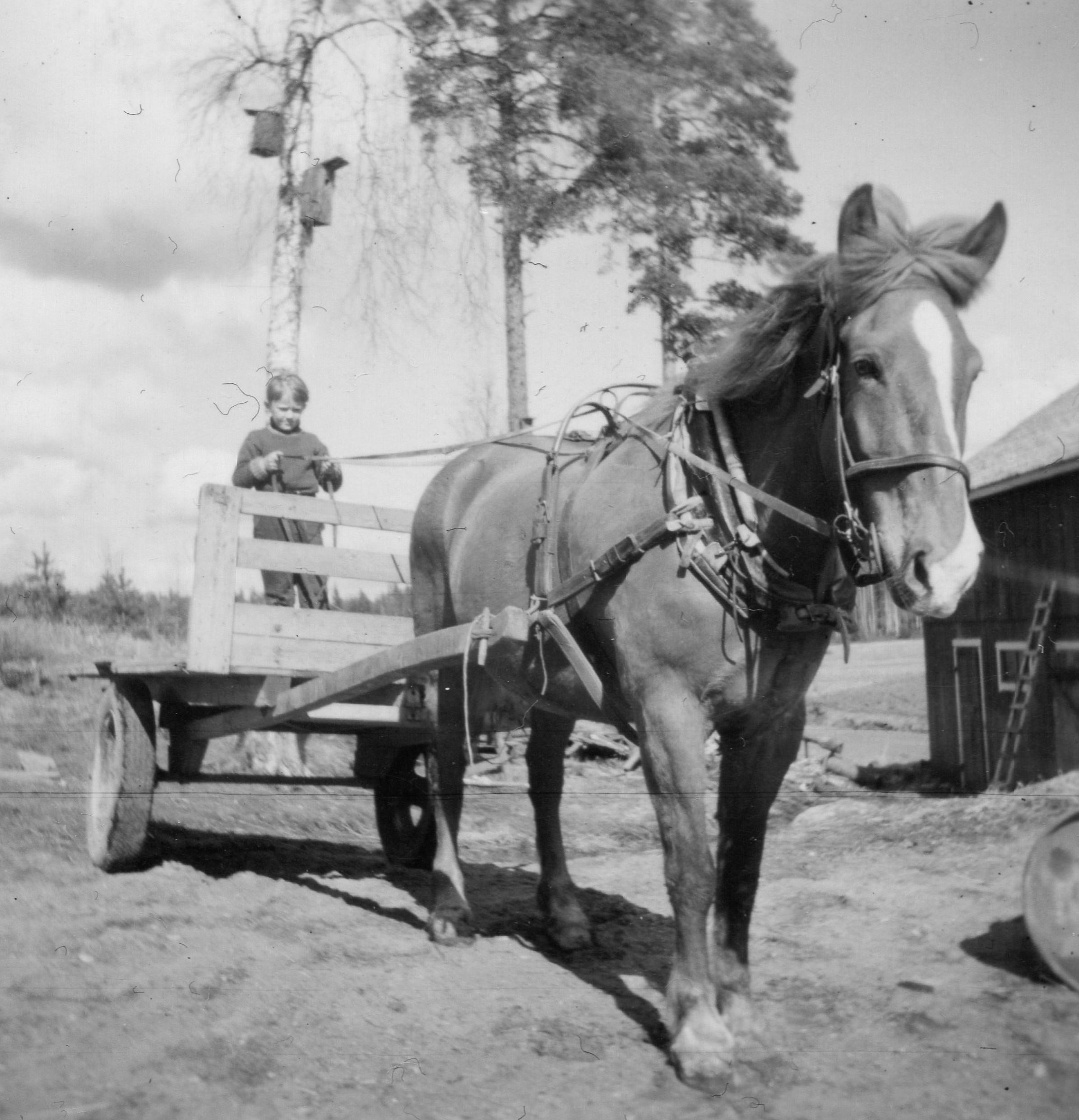 Hevonen on valjastettu kärryjen eteen. Pieni poika ohjastaa kärryillä seisten.