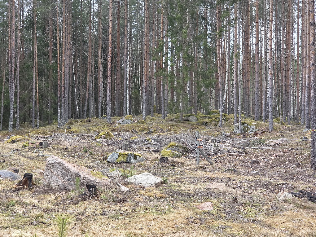 Kuvassa näkyy Hammarbyssä olevaa kaskimaan reunaa.