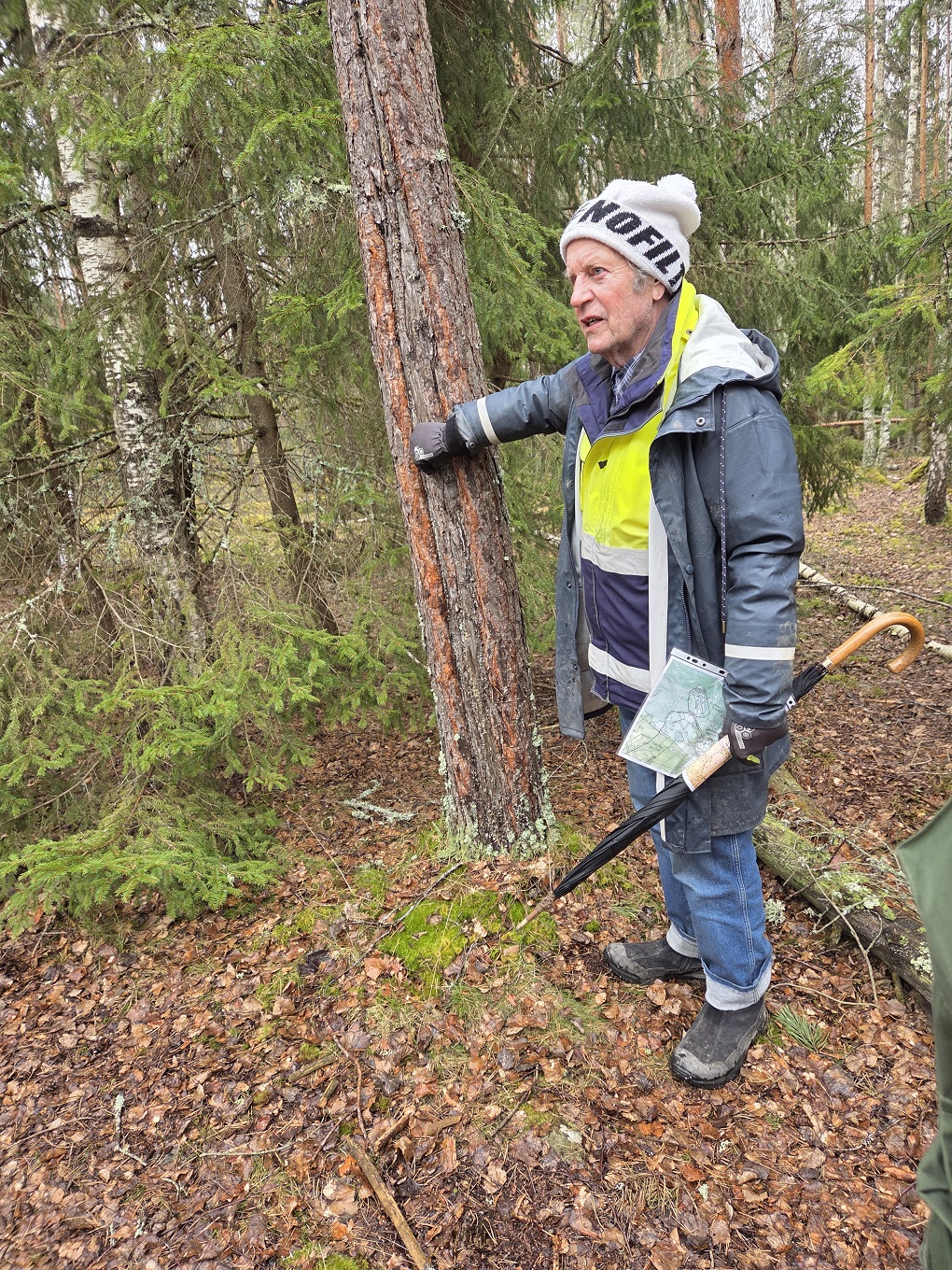 Opas esittelee puuhun nojatessaan, miten mäntyjen kuoriosaa on käsitelty säännöllisesti tervoittumisen estämiseksi.