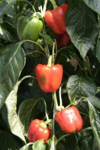 Vuoden vihannes 2020: Paprika