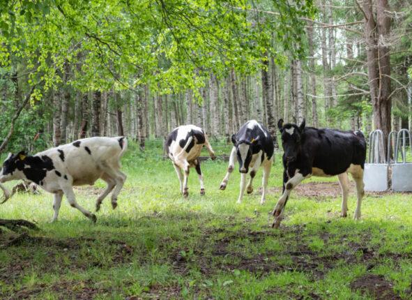 Lokakuun kuva: Hiehot loikkivat kesälaitumille