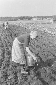 10 poimintaa perunan historiasta